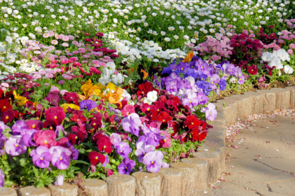 【秋に植える花】花壇が一気に華やぐ｜おすすめの品種10選