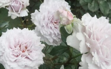 Labyrinth バラの迷宮 pickup220『ウンディーネ』