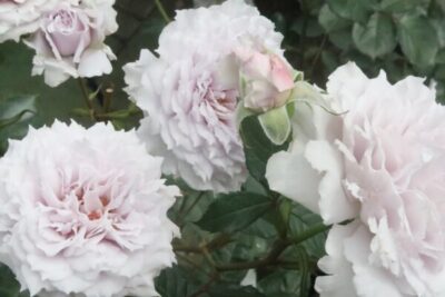 Labyrinth バラの迷宮 pickup220『ウンディーネ』