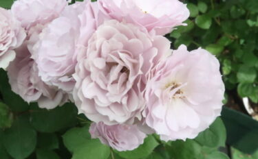 Labyrinth バラの迷宮 pickup222『紫式部（むらさきしきぶ）』