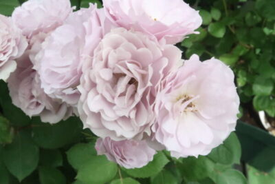 Labyrinth バラの迷宮 pickup222『紫式部（むらさきしきぶ）』