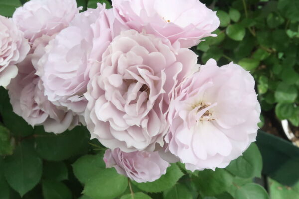 Labyrinth バラの迷宮 pickup222『紫式部（むらさきしきぶ）』