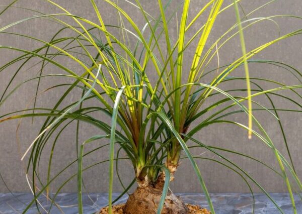 トックリランの育て方や栽培のコツ｜株式会社ハイポネックスジャパン