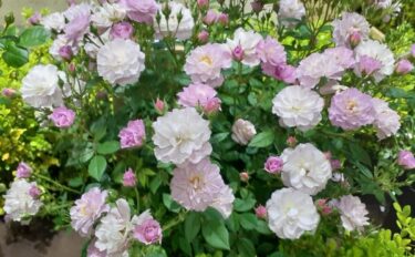 Labyrinth バラの迷宮 pickup221『トゥインクル ブローチ』