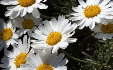 ローダンセマムの育て方｜切り戻し方や増やし方も解説