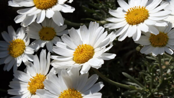 ローダンセマムの育て方｜切り戻し方や増やし方も解説