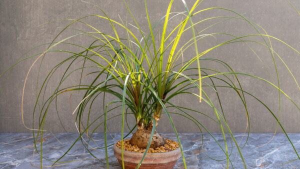 トックリラン（徳利蘭）の育て方｜室内の置き場所や増やし方も | 植物 