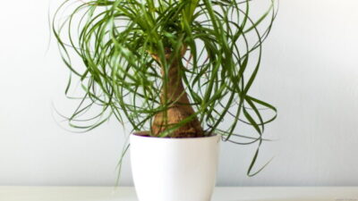 トックリラン（徳利蘭）の育て方｜室内の置き場所や増やし方も | 植物