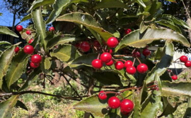 ヤブコウジ（十両）の育て方｜剪定方法や植えかえのポイントも