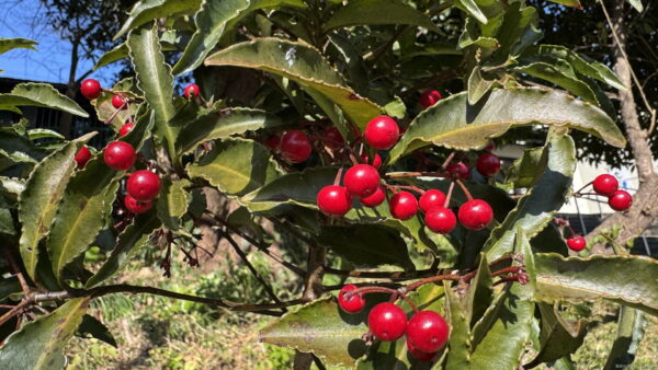ヤブコウジ（十両）の育て方｜剪定方法や植えかえのポイントも