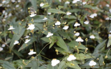 ブライダルベールの育て方｜よくあるトラブルと対処法も紹介！