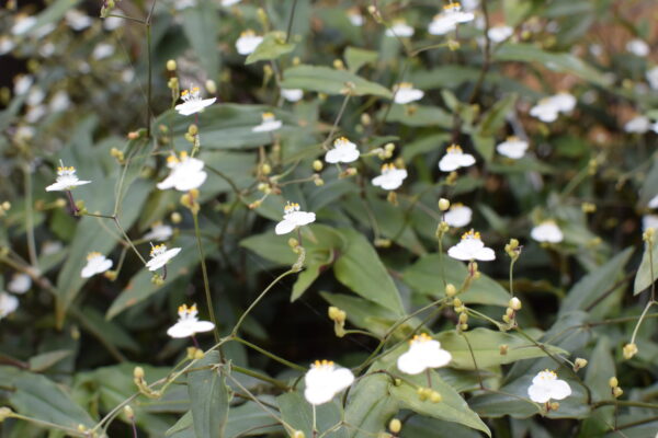 ブライダルベールの育て方｜よくあるトラブルと対処法も紹介！