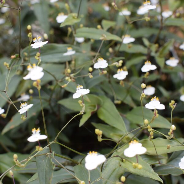 ブライダルベール