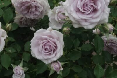 Labyrinth バラの迷宮 pickup223『アクアノート』