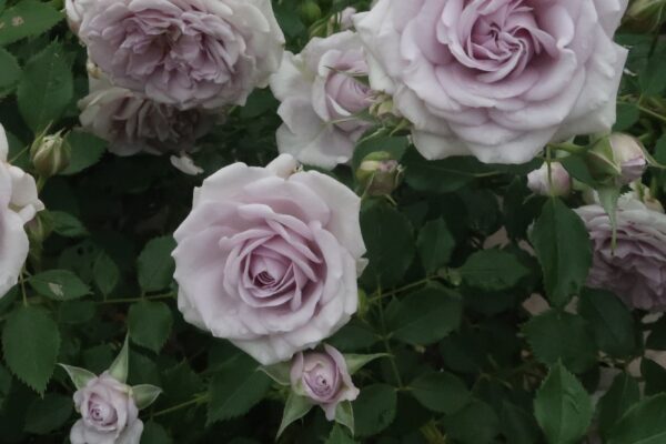 Labyrinth バラの迷宮 pickup223『アクアノート』