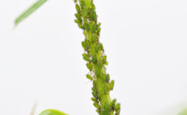 アブラムシの駆除方法とは？初心者でも簡単にできる5つの対策