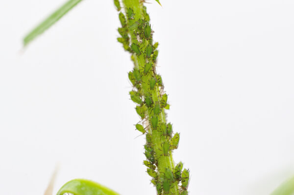 アブラムシの駆除方法とは？初心者でも簡単にできる5つの対策