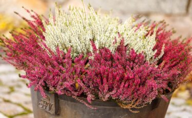 カルーナの育て方｜水やり・剪定・夏越しのコツを解説します