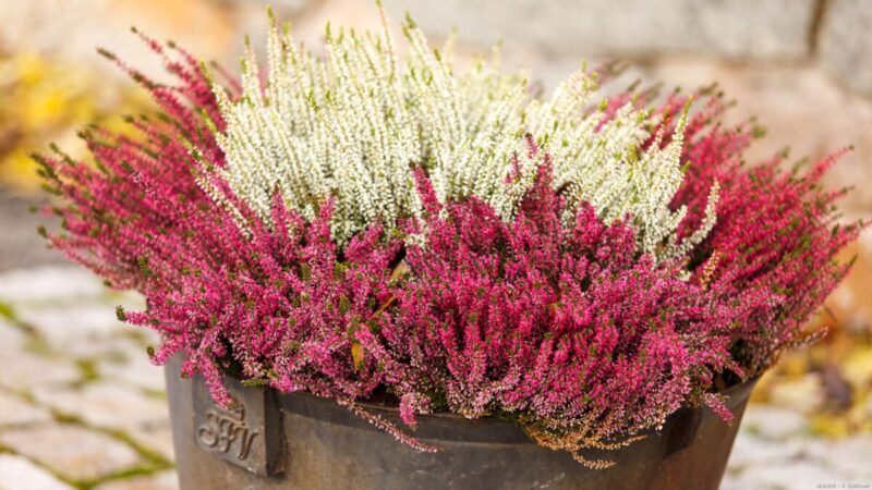 カルーナの育て方｜水やり・剪定・夏越しのコツを解説します