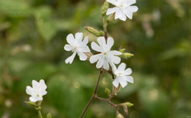 シレネの育て方｜種まきや冬越し、花が咲かない原因も紹介