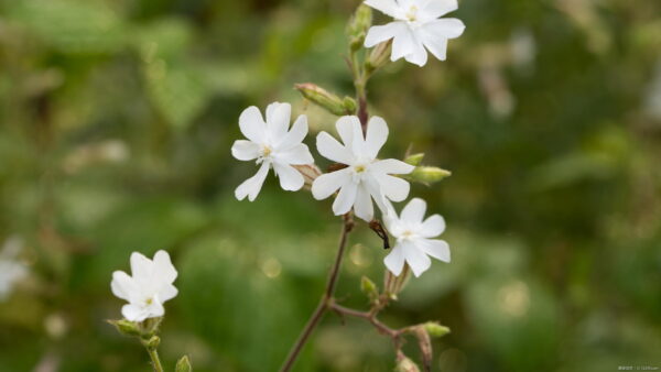 シレネの育て方|種まきや冬越し、花が咲かない原因も紹介