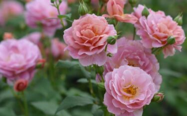 Labyrinth バラの迷宮 pickup224『グロッグ』