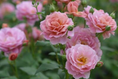 Labyrinth バラの迷宮 pickup224『グロッグ』