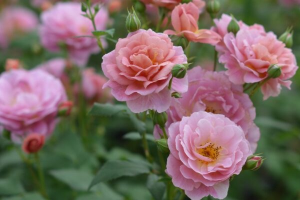 Labyrinth バラの迷宮 pickup224『グロッグ』