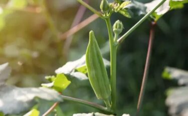 オクラの育て方｜栄養たっぷり夏野菜の上手な管理方法