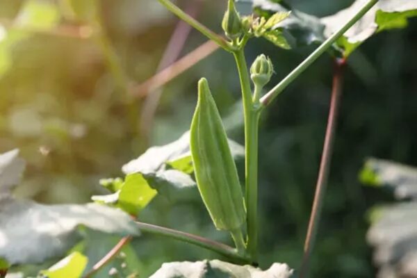 オクラの育て方|栄養たっぷり夏野菜の上手な管理方法
