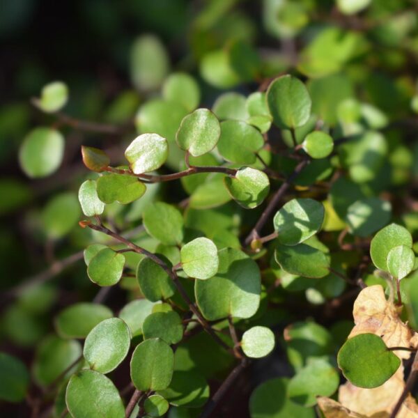 ワイヤープランツ