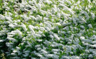 ユキヤナギの育て方｜増やし方や剪定方法を紹介