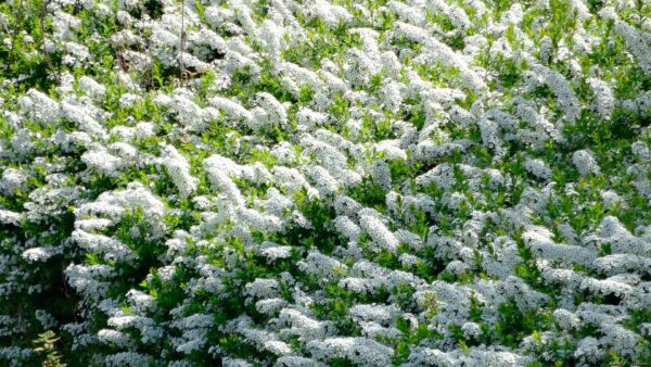 ユキヤナギの育て方｜増やし方や剪定方法を紹介