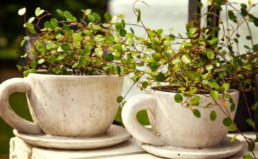 ワイヤープランツの育て方|おすすめの飾り方や枯れる原因を紹介