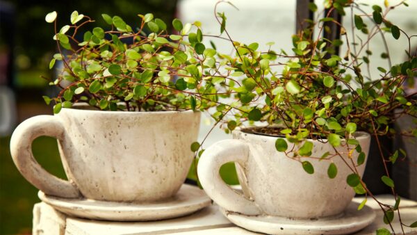 ワイヤープランツの育て方｜おすすめの飾り方や枯れる原因を紹介