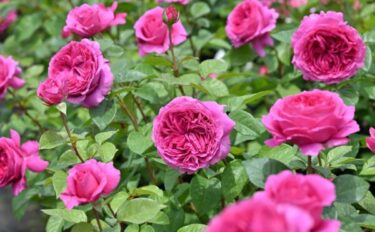 Labyrinth バラの迷宮 pickup225『エメトワ』