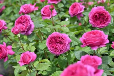 Labyrinth バラの迷宮 pickup225『エメトワ』