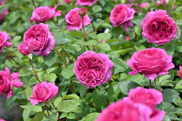 Labyrinth バラの迷宮 pickup225『エメトワ』