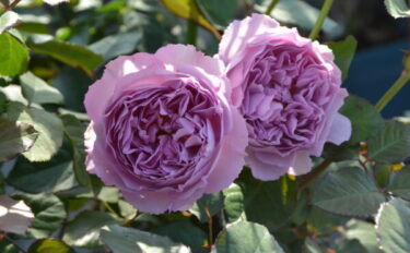 Labyrinth バラの迷宮 pickup226『エリザベート』