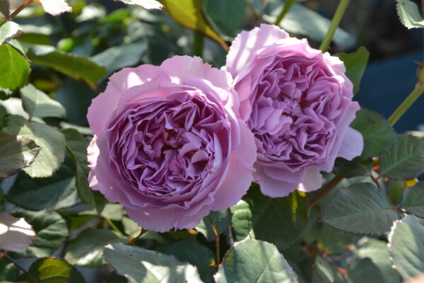 Labyrinth バラの迷宮 pickup226『エリザベート』