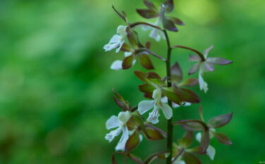 エビネの育て方｜植えかえや水やりの基本を解説