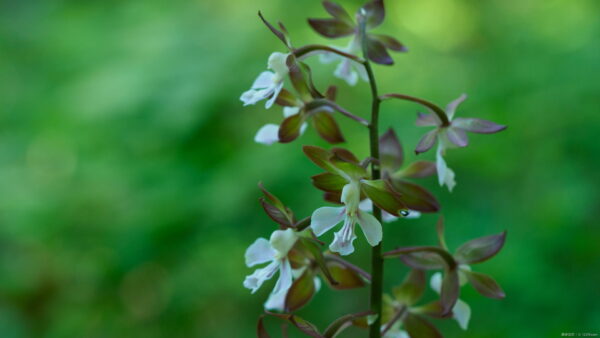 エビネの育て方|植えかえや水やりの基本を解説