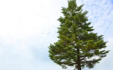 モミの木の育て方｜クリスマスツリーとして長く楽しむ秘訣