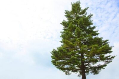 モミの木の育て方｜クリスマスツリーとして長く楽しむ秘訣 | 植物と