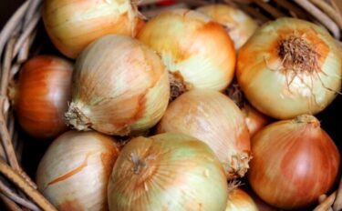 玉ねぎの肥料｜いつ・どれだけ？元肥と追肥の基本とコツ