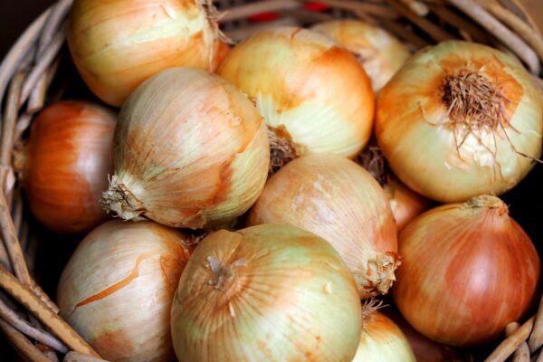 玉ねぎの肥料｜いつ・どれだけ？元肥と追肥の基本とコツ