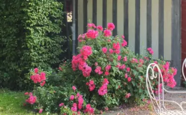 バラをもっと深く知る㊹近くで見る・離れて見る