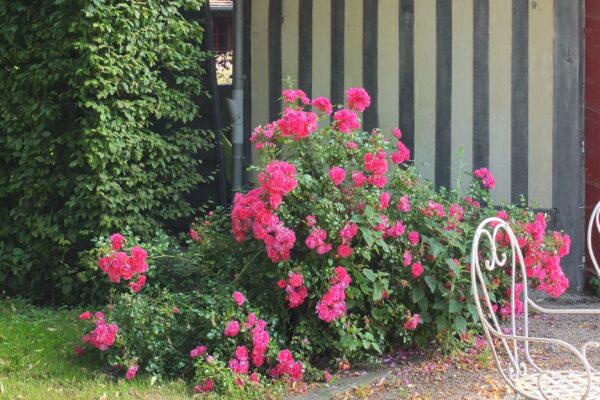 バラをもっと深く知る㊹近くで見る・離れて見る