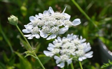 オルレアの育て方｜種から育てる方法や植える場所について紹介