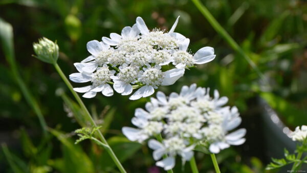 オルレアの育て方｜種から育てる方法や植える場所について紹介